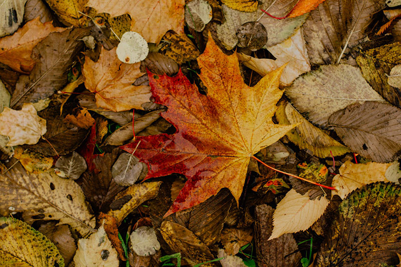 fall15 Fall background images to use in your projects