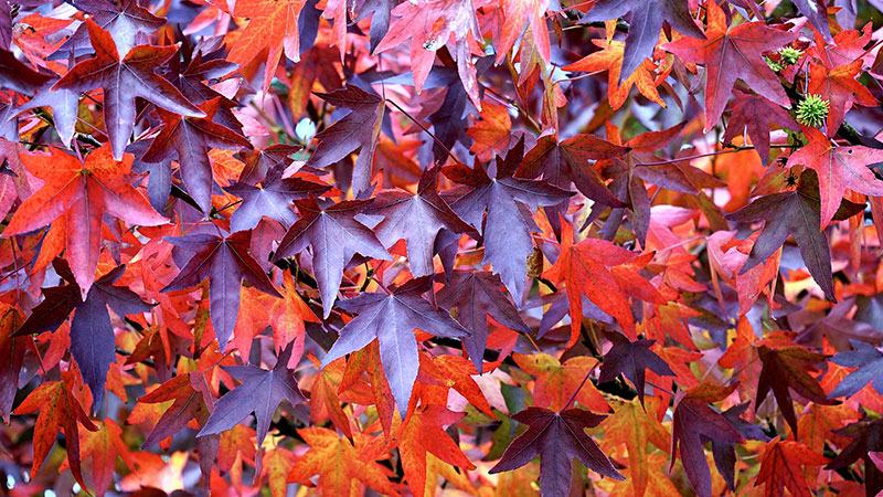 fall16 Fall background images to use in your projects