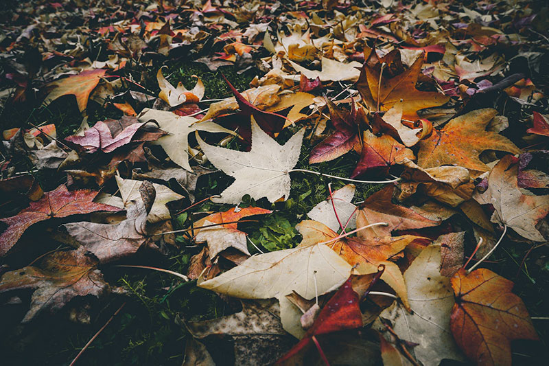 fall18 Fall background images to use in your projects