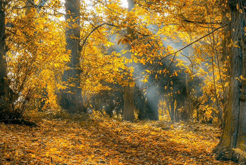 fall3 Fall background images to use in your projects