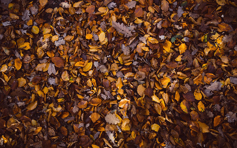 fall5 Fall background images to use in your projects