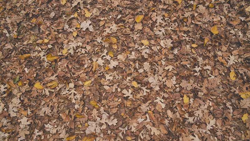 fall8 Fall background images to use in your projects