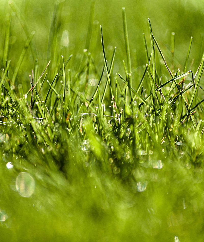 grass1 Awesome grass background images to check out now