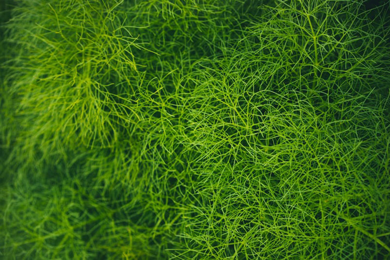 grass10 Awesome grass background images to check out now