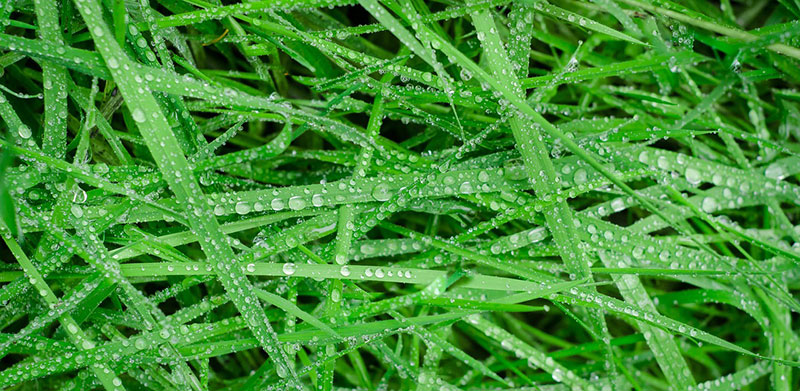 grass18 Awesome grass background images to check out now