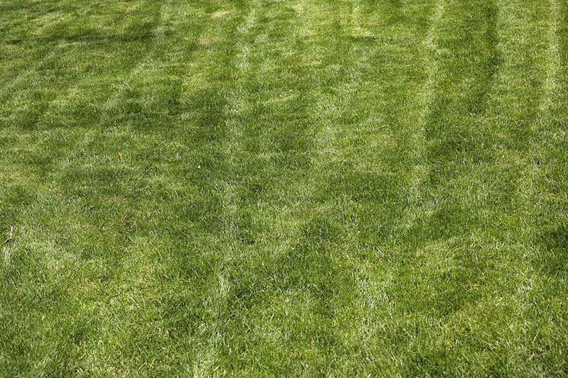 grass21 Awesome grass background images to check out now
