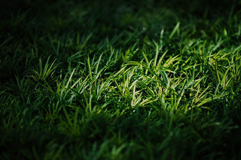 grass5 Awesome grass background images to check out now