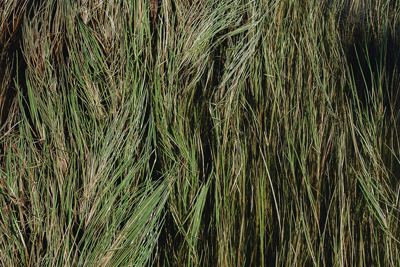 grass8 Awesome grass background images to check out now