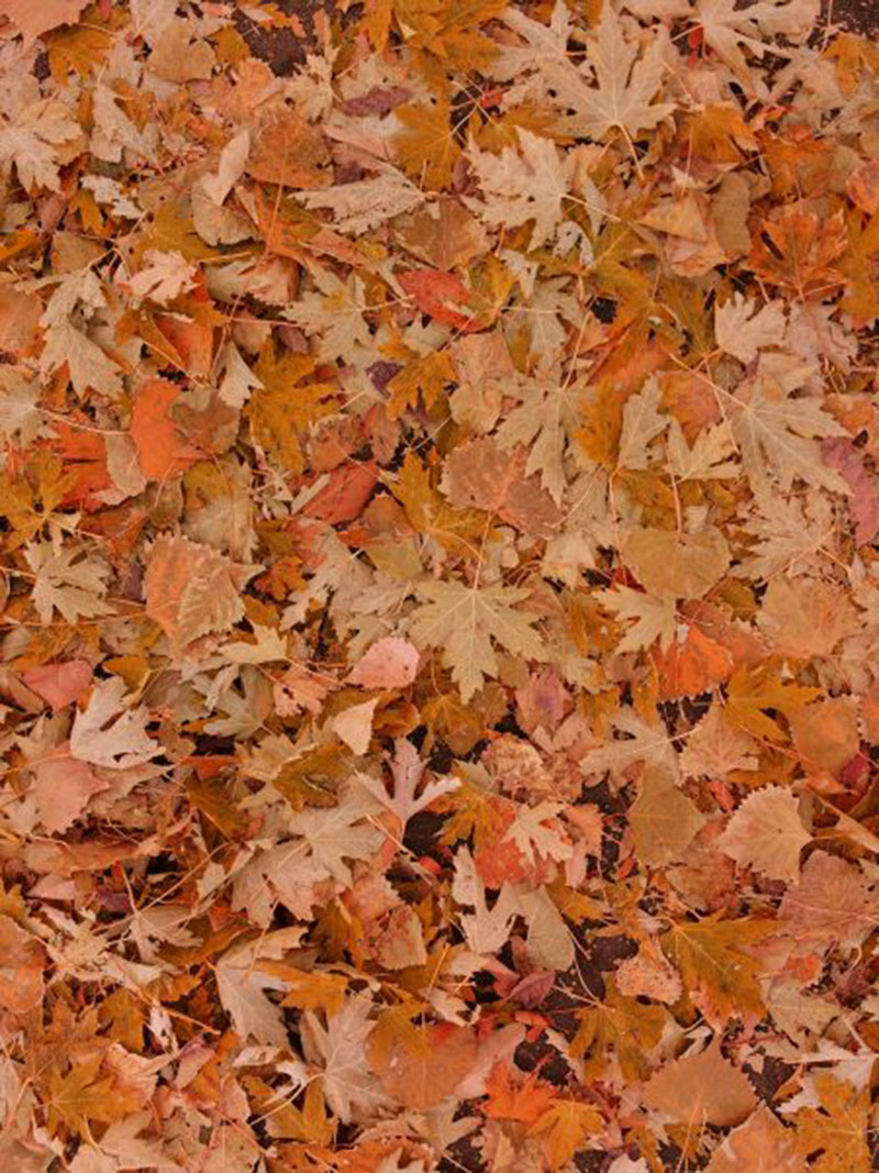 Fall-Leaves-on-the-Ground-–-The-autumn-scent 1080p wallpaper examples for your desktop background