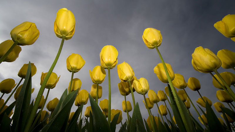 Tulips-HDTV-1080p-Enjoy-spring 1080p wallpaper examples for your desktop background