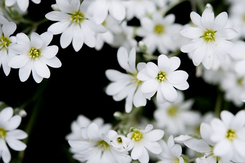 sp13 A great deal of spring background images to download