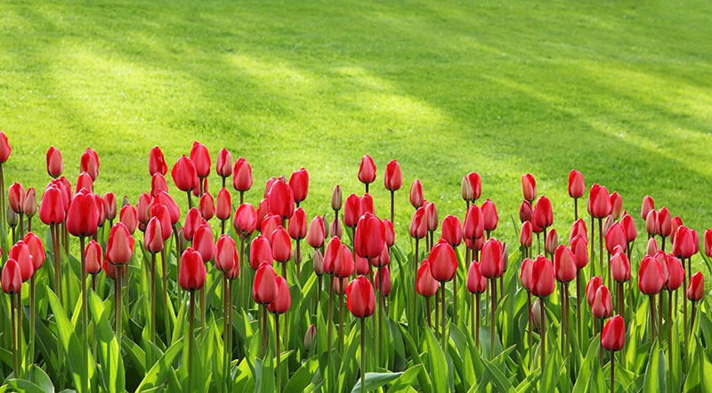 sp16 A great deal of spring background images to download