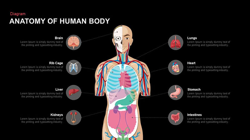 Anatomy-of-the-Human-Body-PowerPoint-Template-Teaching-about-the-body-has-never-been-so-easy 23 Top notch medical PowerPoint templates
