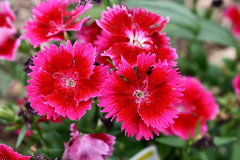Cherry-Red-Dianthus-Flowers-Perfect-decoration-for-gardens Download a red wallpaper from this awesome selection