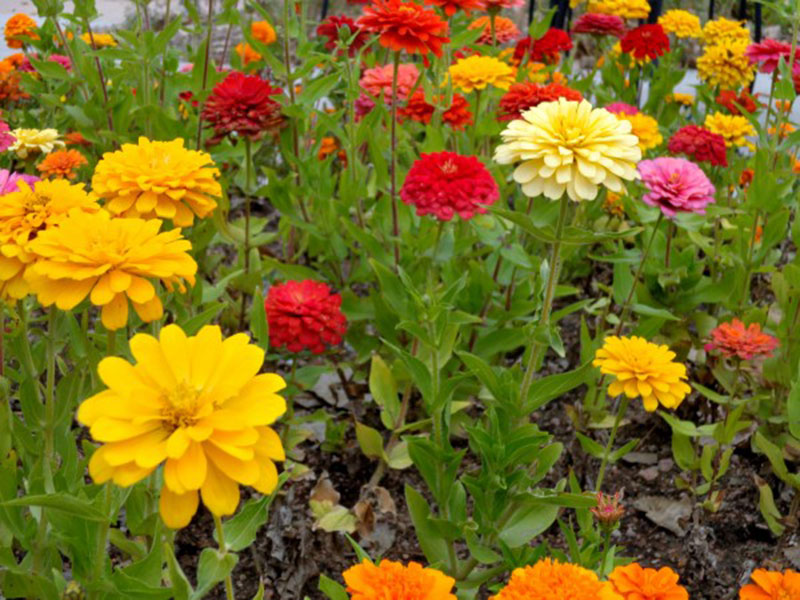 Colorful-Zinnia-Flowers-Colorful-panorama Download a red wallpaper from this awesome selection