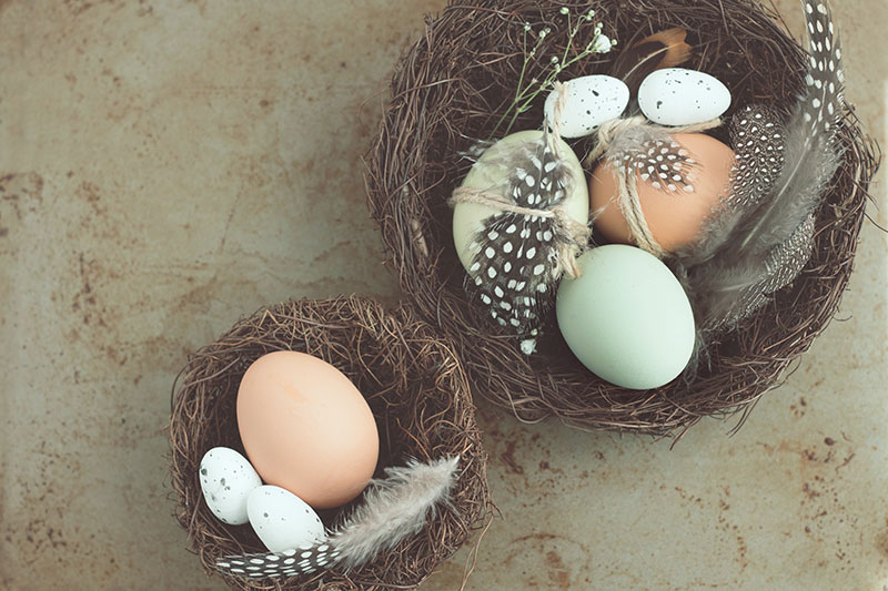 Cute-Nest-Egg Easter wallpaper designs to put on your desktop background