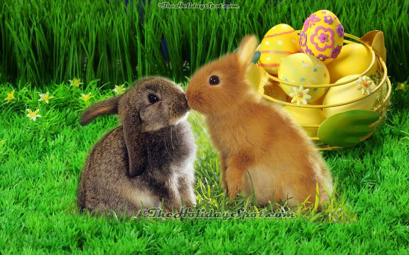 Easter-Bunny Easter wallpaper designs to put on your desktop background
