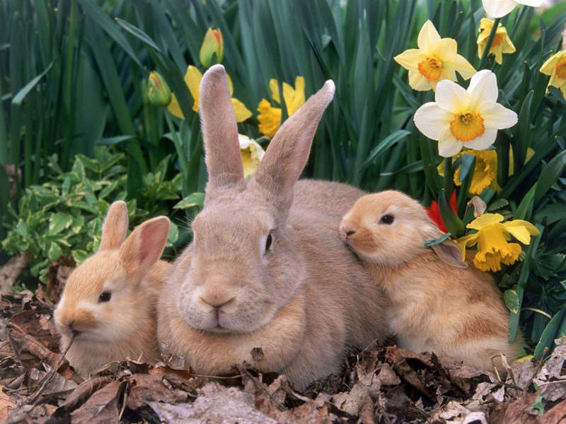 Easter-Wallpaper-with-Rabbits-800x600 Easter wallpaper designs to put on your desktop background
