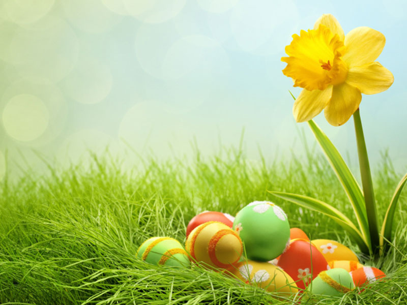 Eggs-and-yellow-flower-for-Easter Easter wallpaper designs to put on your desktop background
