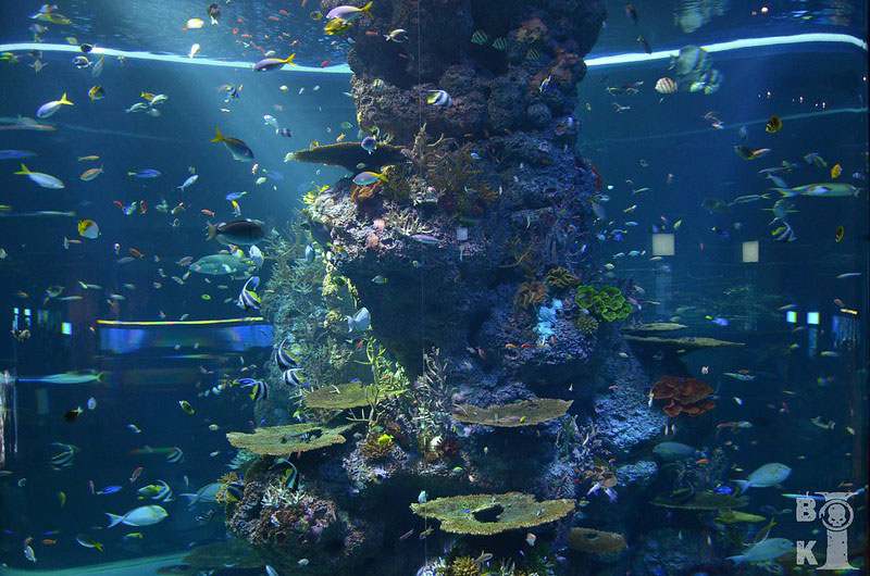S.E.A.-Aquariumwallpaper Nice looking Singapore Wallpaper Images To Use As Backgrounds