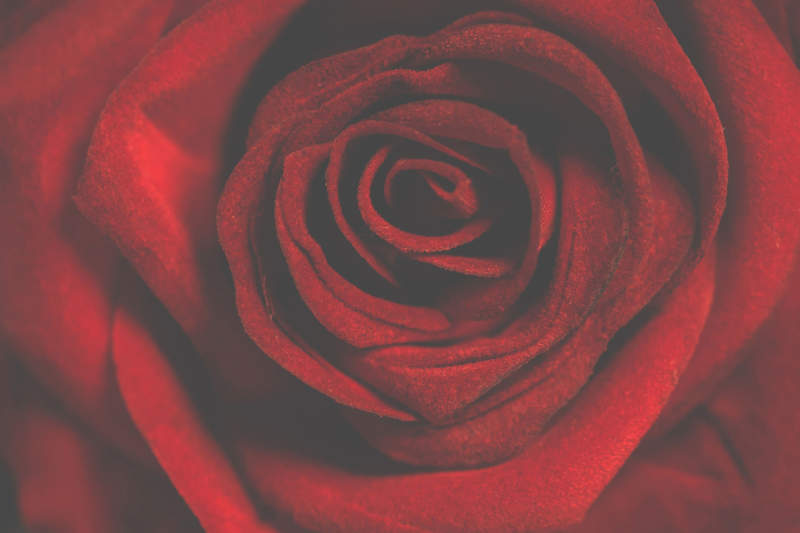 r19-800x533 Put a rose wallpaper on your desktop background: 35 images