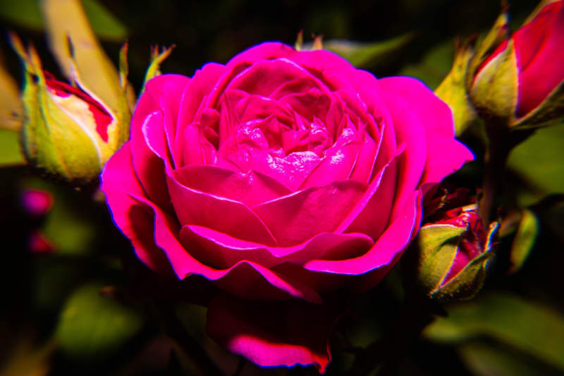 r22-800x533 Put a rose wallpaper on your desktop background: 35 images