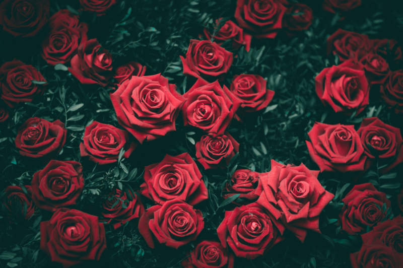 r23-800x532 Put a rose wallpaper on your desktop background: 35 images