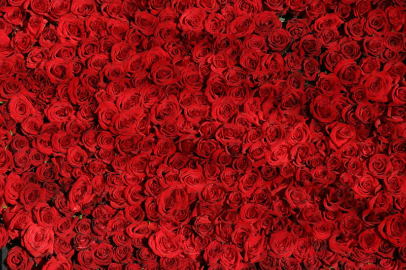 r4-800x533 Put a rose wallpaper on your desktop background: 35 images
