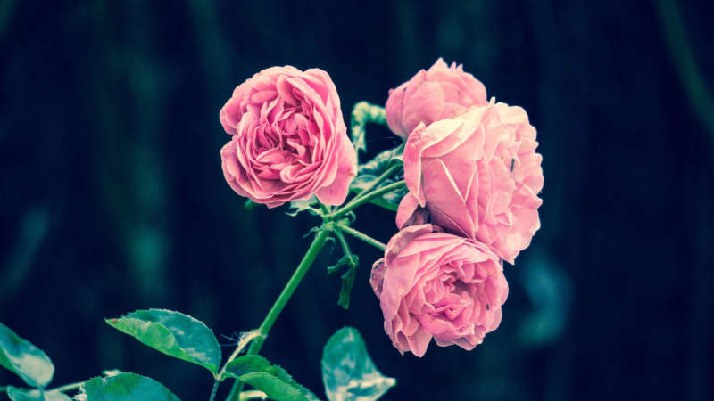 r7-800x450 Put a rose wallpaper on your desktop background: 35 images