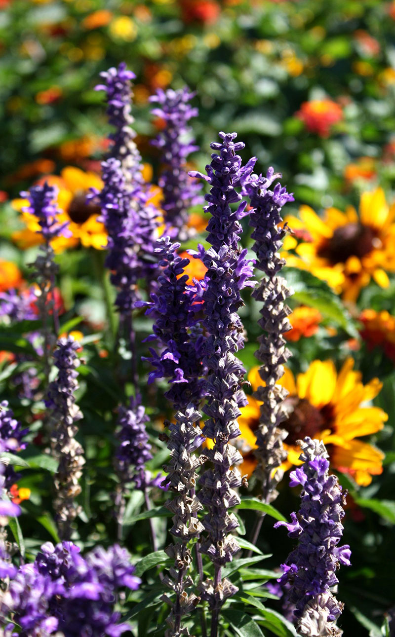Free-photo-of-purple-lavender-with-yellow-black-eyed-sunflowers-in-the-background-Professional-photography The most colorful wallpaper examples you can download today