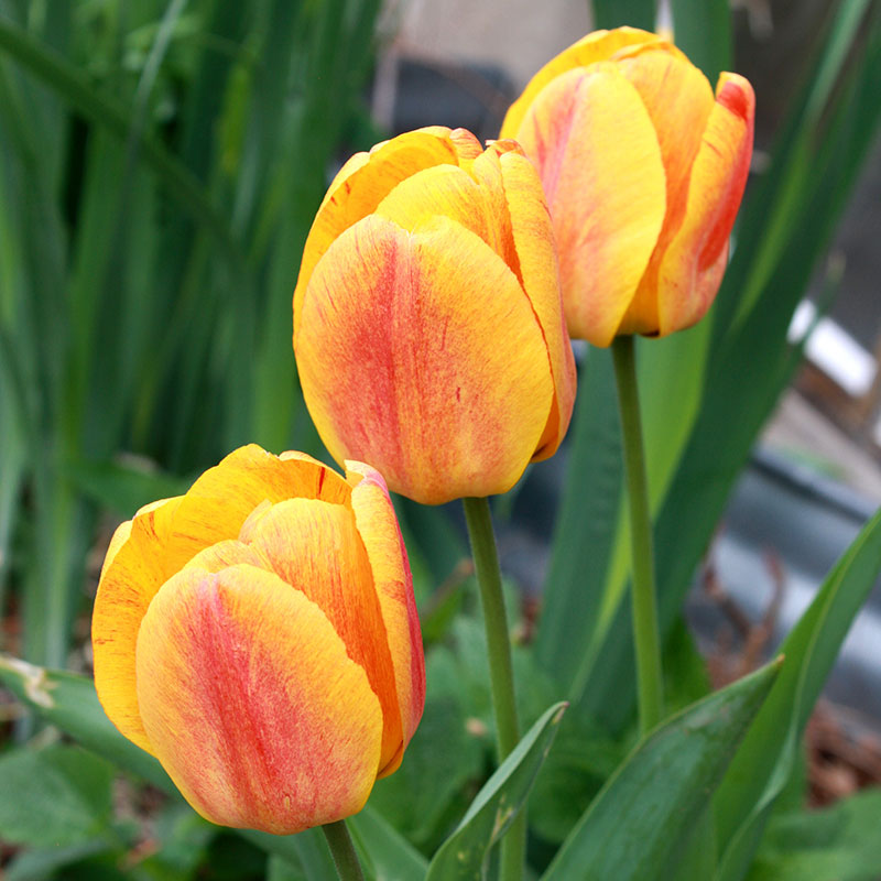 Three-Yellow-Flame-Tulips-wallpaper-Perfect-for-Smartphones The most colorful wallpaper examples you can download today