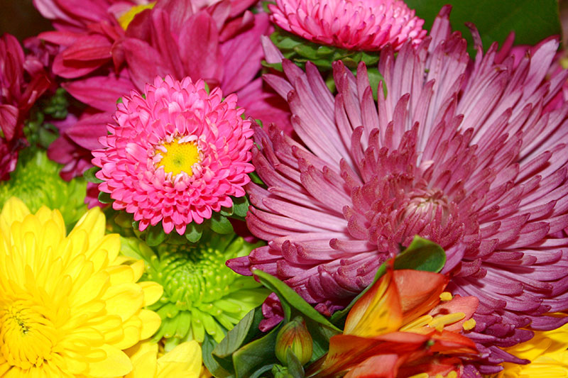 colorful-flowers-and-mums-bouquet-closeup The most colorful wallpaper examples you can download today