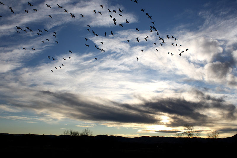flock-of-birds-in-sky The coolest sky wallpaper images for your desktop background