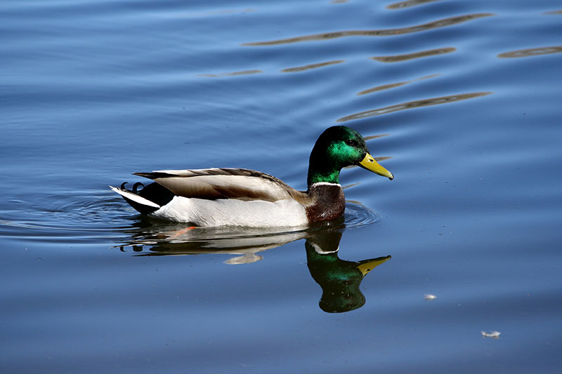 mallard-duck-with-green-head Get your water wallpaper from this awesome collection