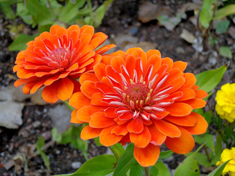 orange-zinnia-flowers The most colorful wallpaper examples you can download today