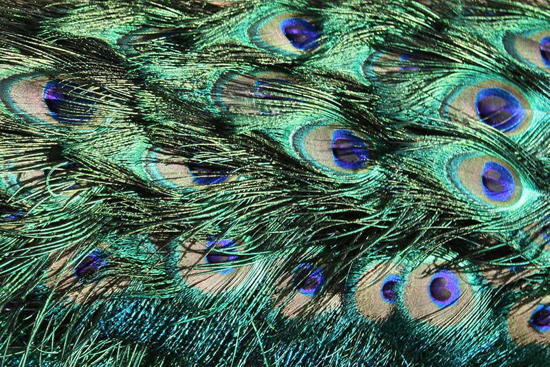 peacock-feathers-texture The most colorful wallpaper examples you can download today