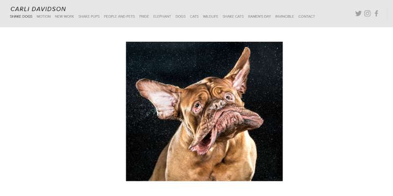 19-16 20 Pet Care Website Design Examples