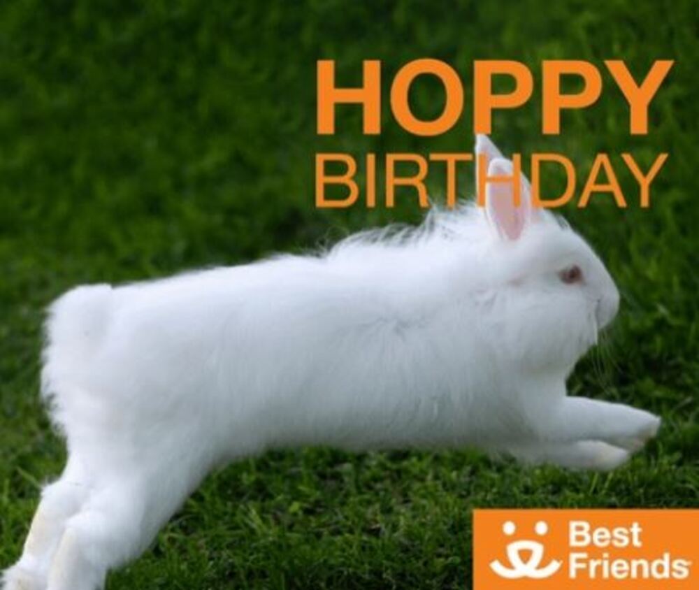12 20+ Cute and Funny Happy Birthday Free Animated GIFs