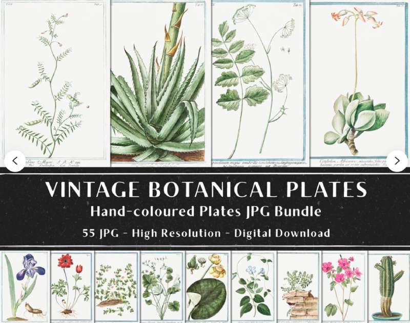 2023-06-20-190108 Discover Vintage Botanical Posters: 23 Examples
