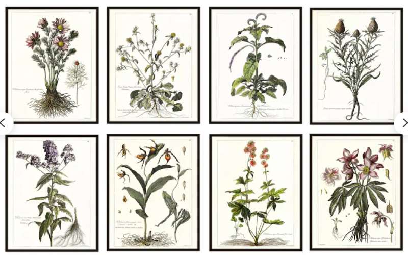 2023-06-20-190327 Discover Vintage Botanical Posters: 23 Examples