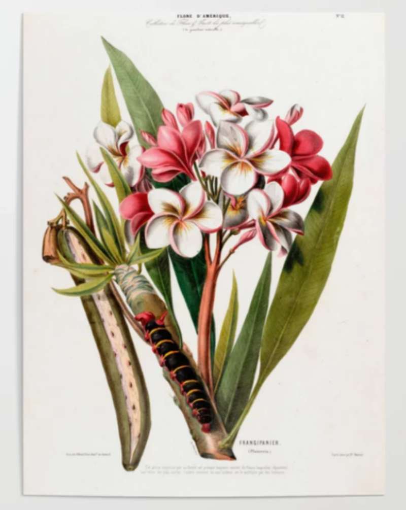 2023-06-20-205016 Discover Vintage Botanical Posters: 23 Examples