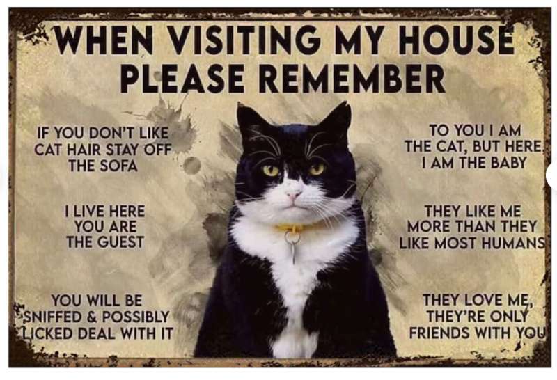 2023-06-21-194414 Funny Cat Posters For Every Room: 27 Examples