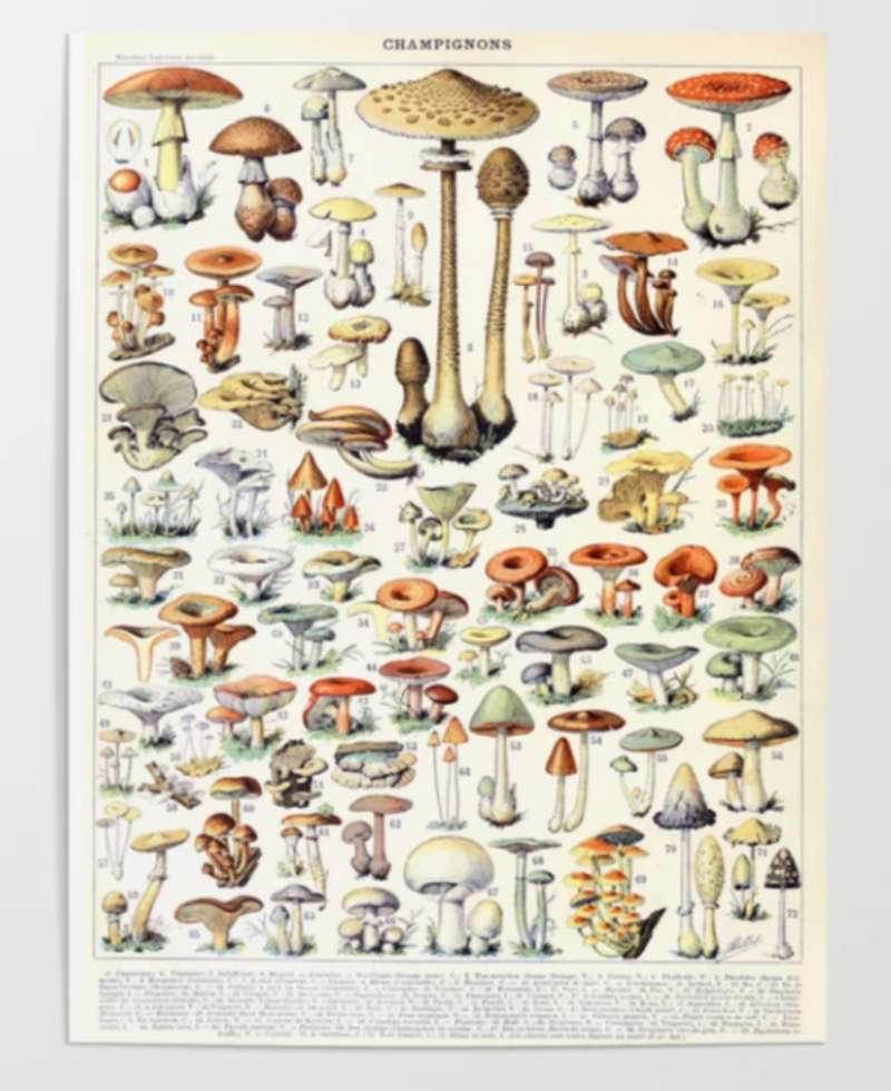 2023-06-26-150723 Botanical Posters: Bringing the Outdoors into Your Home