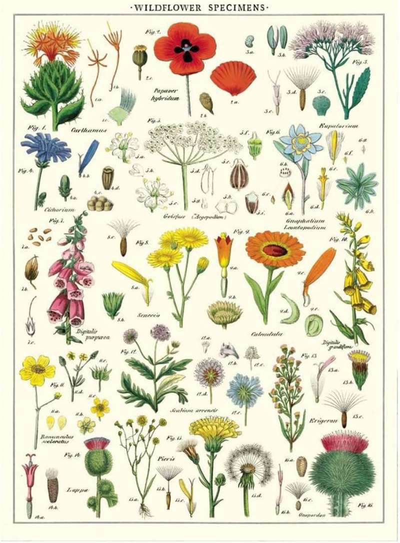 716XsE1tBL._AC_SL1000_-1 Discover Vintage Botanical Posters: 23 Examples