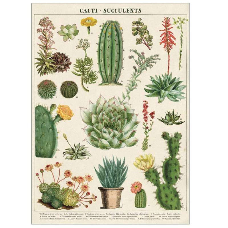71VPHtZh2YL._SL1000_-2 Botanical Posters: Bringing the Outdoors into Your Home