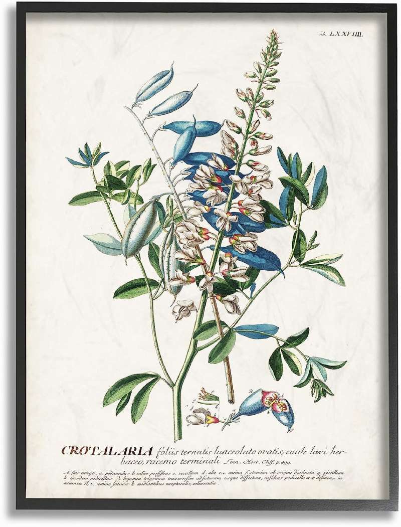 81QI7m65iVL._AC_SL1500_0 Botanical Posters: Bringing the Outdoors into Your Home