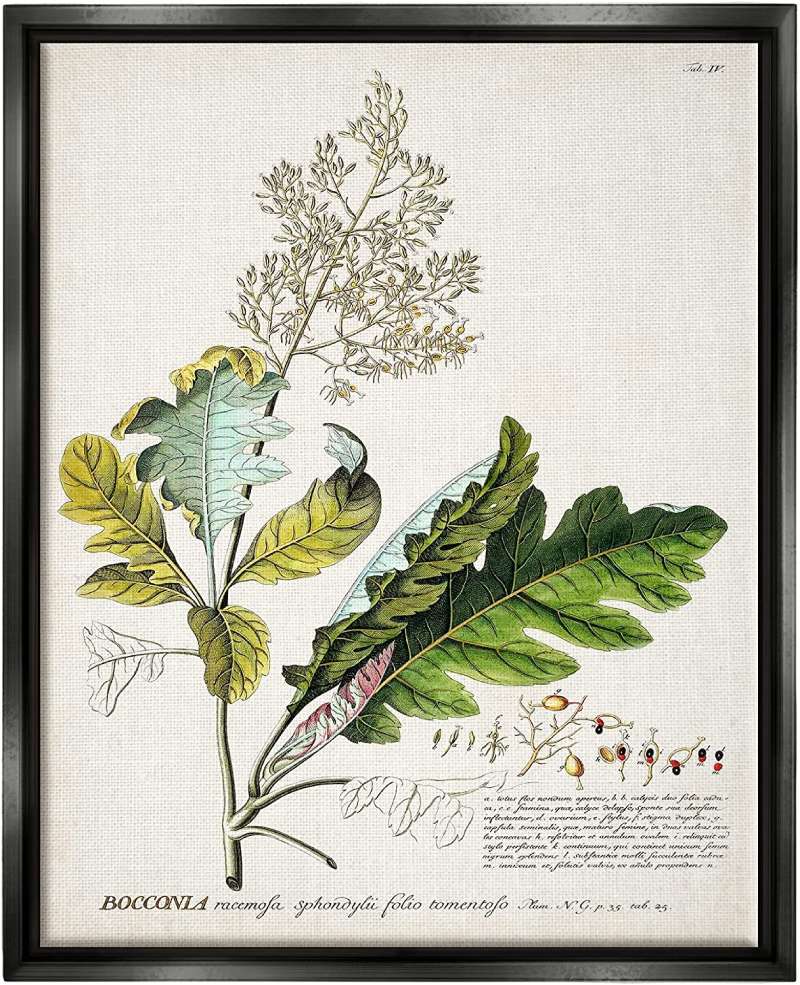 81oEXE20Q8L._AC_SL1500_-1 Discover Vintage Botanical Posters: 23 Examples