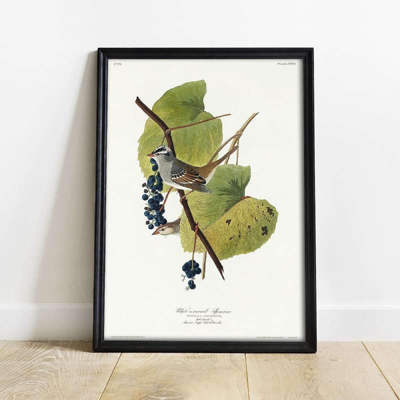 81w0CBvb9eL._AC_SL1500_0 Botanical Posters: Bringing the Outdoors into Your Home