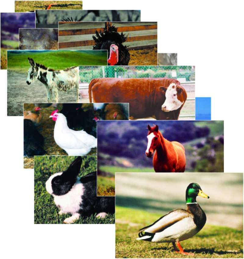 719thFbMPL._AC_SL1500_-1 Adorn Your Walls with Striking Animal Posters