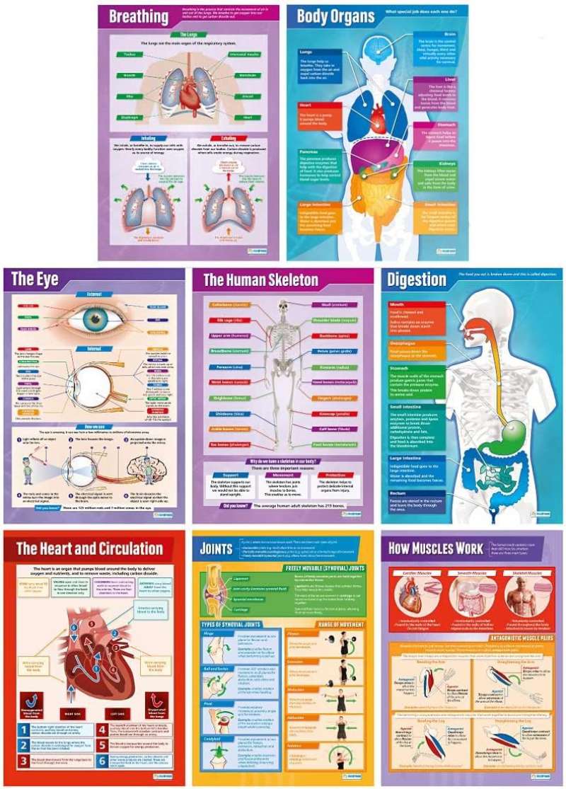 71CF6mMNRL._AC_SL1107_-2 Enlighten Your Space with Educational Posters